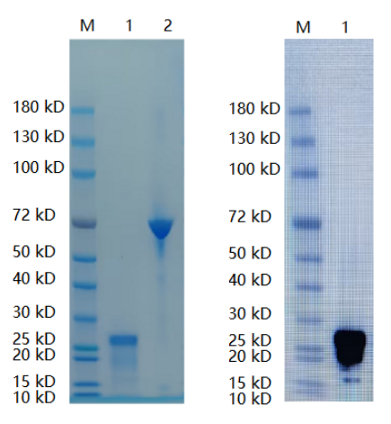 Reducing 12% SDS-PAGE (CBB stained) and WB (Anti-His Mouse Monoclonal Antibody) analysis profiles of purified LUB-N.
1. LUB-N 
2. BSA